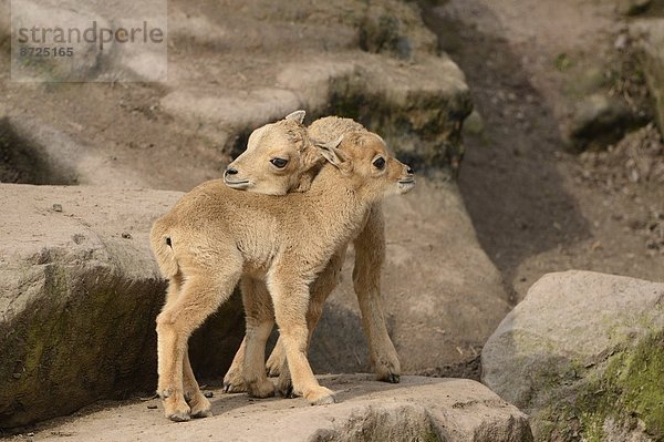 Verspielte Mähnenspringer-Jungtiere (Ammotragus lervia)