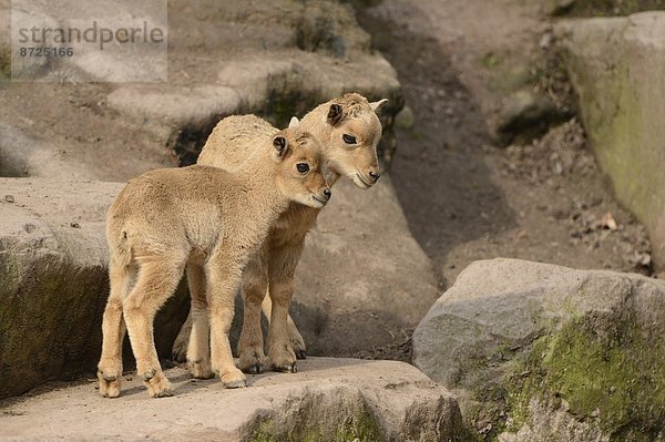 Verspielte Mähnenspringer-Jungtiere (Ammotragus lervia)