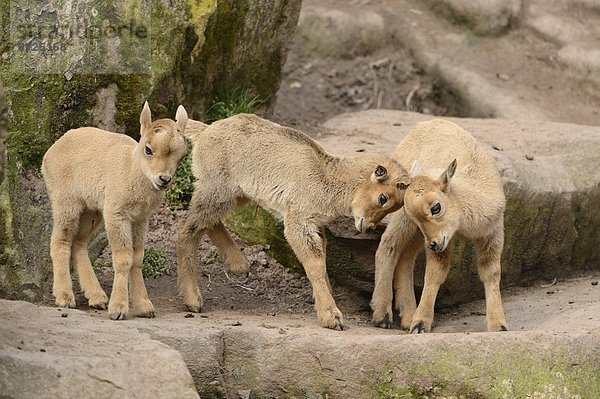 Verspielte Mähnenspringer-Jungtiere (Ammotragus lervia)