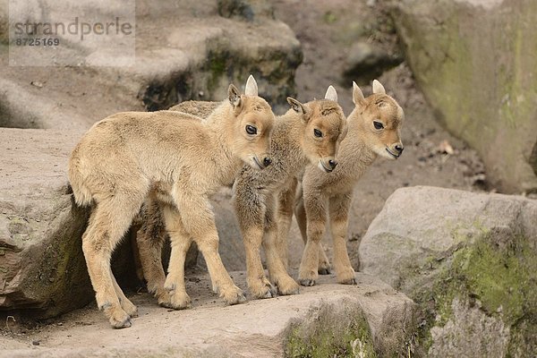 Verspielte Mähnenspringer-Jungtiere (Ammotragus lervia)