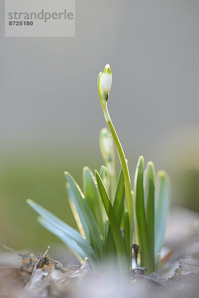 Nauhaufnahme einer Frühlings-Knotenblume (Leucojum vernum)