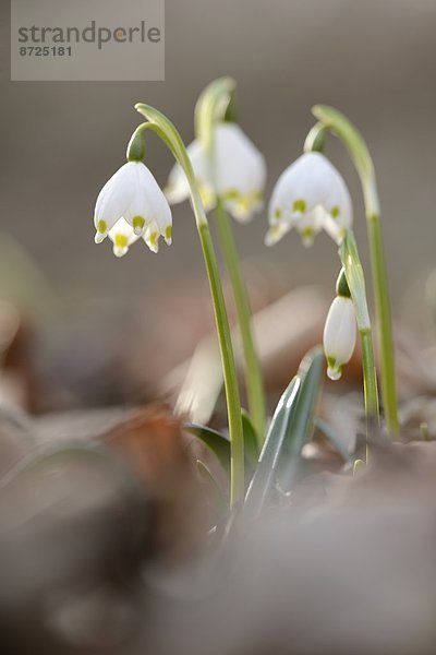 Nauhaufnahme einer Frühlings-Knotenblume (Leucojum vernum)