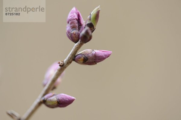 Nahaufnahme von Seidelbast-Knospen (Daphne mezereum)