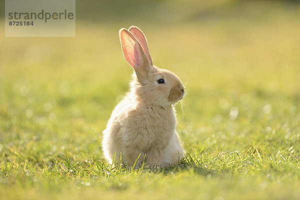 Sieben Wochen altes Hasen-Jungtier auf einer Wiese