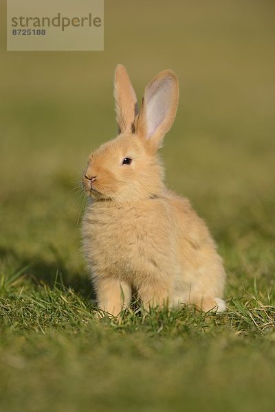 Sieben Wochen altes Hasen-Jungtier auf einer Wiese