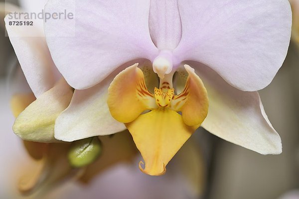 Blüte einer Phalaenopsis-Orchidee