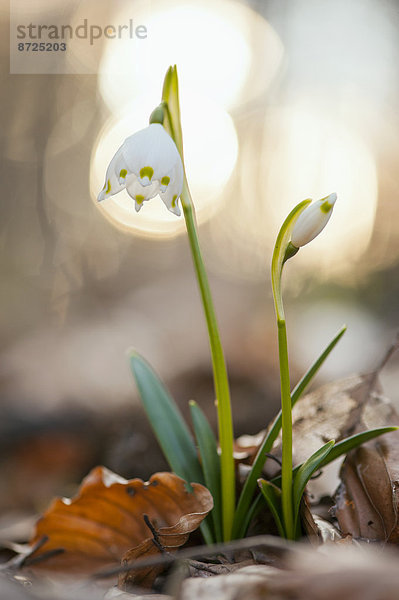 Nauhaufnahme einer Frühlings-Knotenblume (Leucojum vernum)