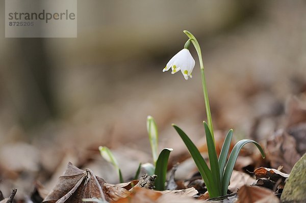 Nauhaufnahme einer Frühlings-Knotenblume (Leucojum vernum)