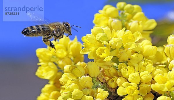 Honigbiene  Apis mellifera  sucht Nektar