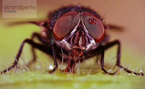 esser house fly  Fannia canicularis