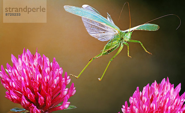 Grünes Heupferd  Tettigonia viridissima