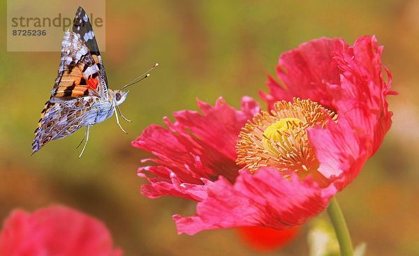 Distelfalter  Pyrameis cardui