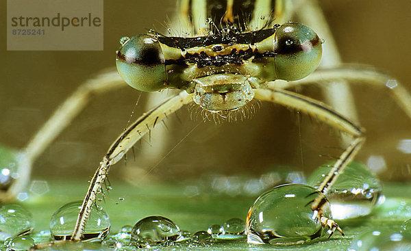 Pechlibelle  ischnura elegans