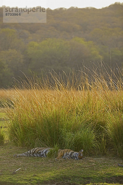 Königstiger (Panthera tigris tigris)  schläft  Ranthambhore-Nationalpark  Sawai Madhopur  Indien