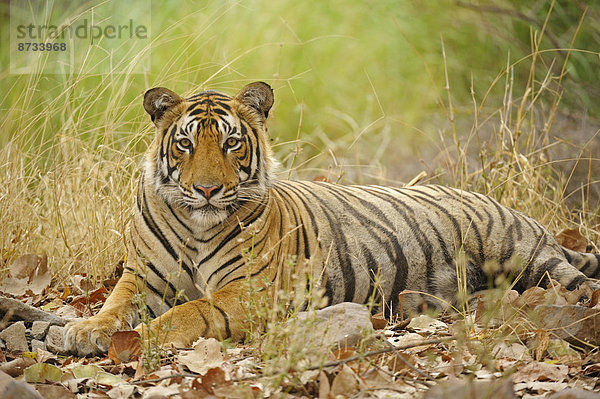 Königstiger (Panthera tigris tigris)  Ranthambhore-Nationalpark  Sawai Madhopur  Indien