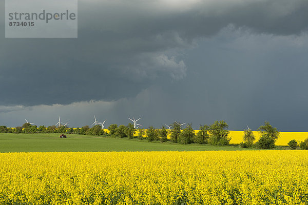 Blühende Rapsfelder (Brassica napus) vor dunkelgrauem Himmel  Thüringen  Deutschland