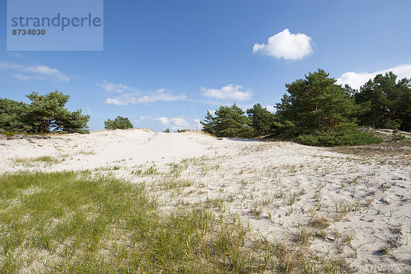 Dünenlandschaft  Darßer Ort  Darß  Nationalpark Vorpommersche Boddenlandschaft  Mecklenburg-Vorpommern  Deutschland