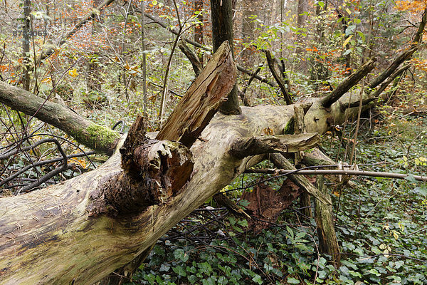 Alter liegender Baumstamm im herbstlichen Wald  Isarauen  Geretsried  Oberbayern  Bayern  Deutschland
