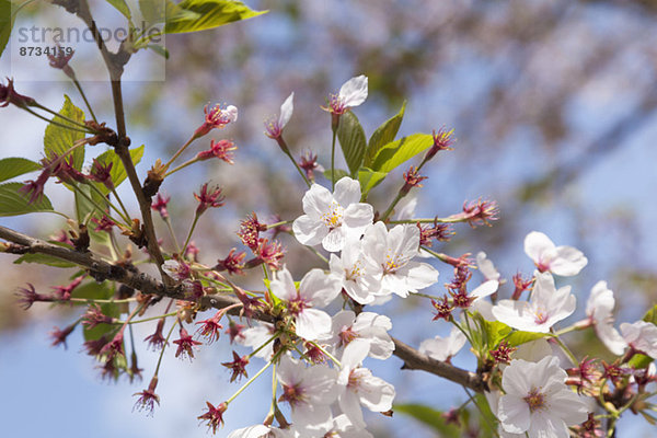 Kirschblüten