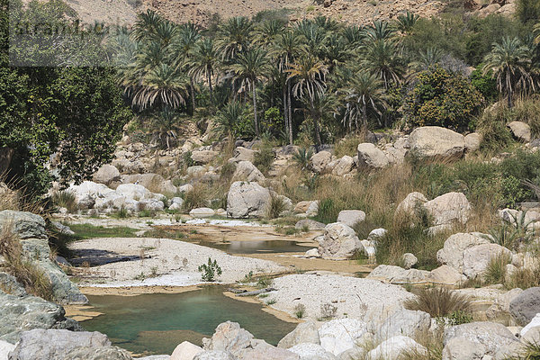 Der palmegesäumte Wadi Tiwi  Tiwi  Hadjar-Gebirge  Ash-Sharqiyah  Oman