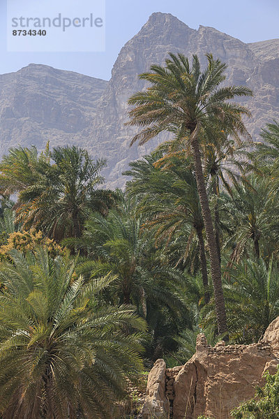 Dattelpalmen im Wadi Tiwi mit Hadschar-Gebirge  Ash-Sharqiyah  Oman