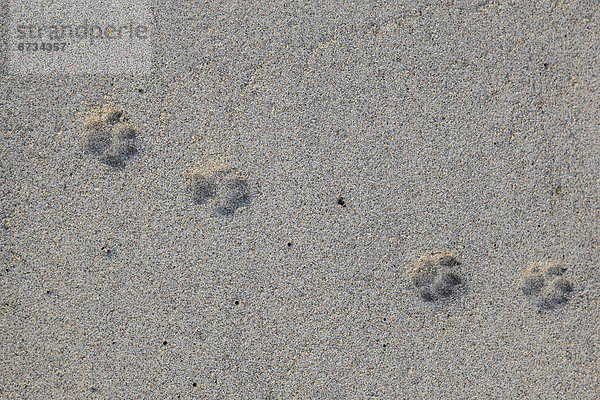 Abdrücke von Katzenpfoten im Sand  Oman