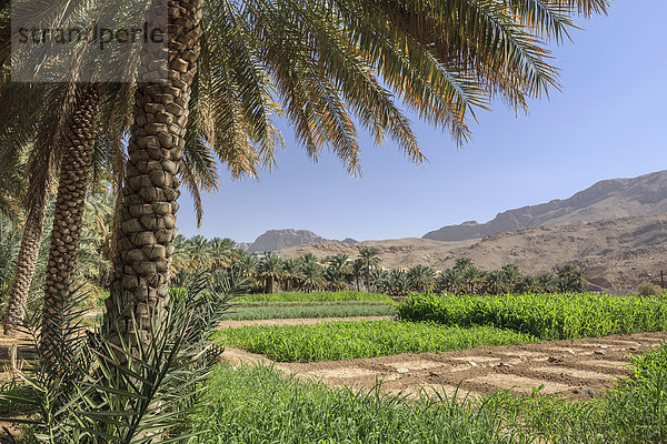 Oase mit Dattelpalmen und grünen Feldern  Dschabal Schams  Hadschar-Gebirge  Region ad-Dachiliyya  Oman
