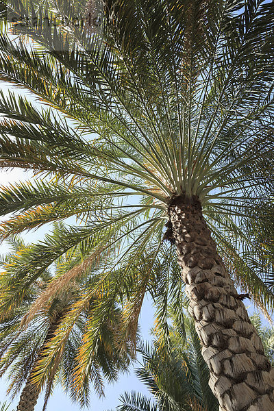 Dattelpalme (Phoenix dactylifera)  Region ad-Dachiliyya  Oman