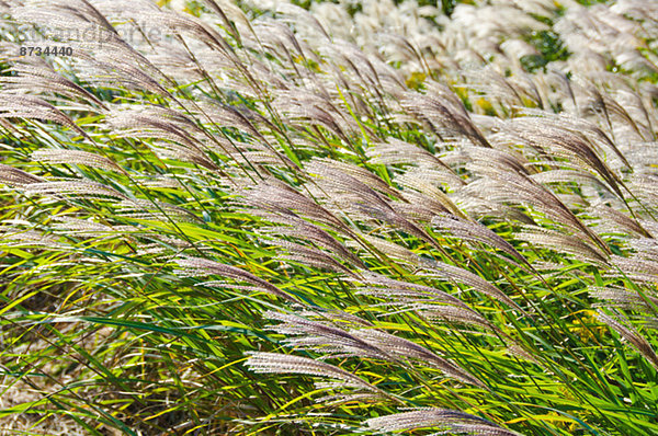 Japanische Versilbern Sie Gras