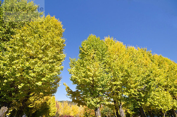 Bäume und sky