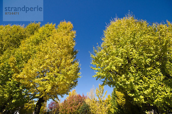 Bäume und sky