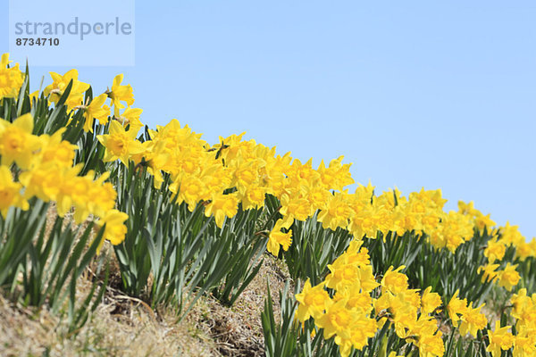 Blume  Himmel  Narzisse