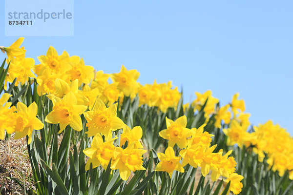 Blume  Himmel  Narzisse