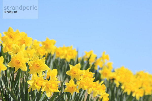 Blume  Himmel  Narzisse