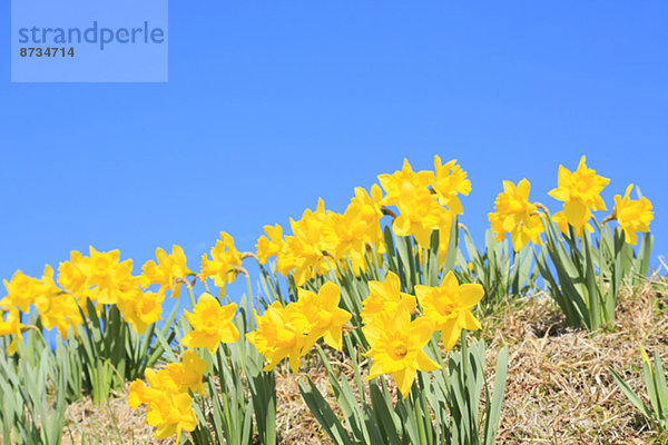 Blume  Himmel  Narzisse