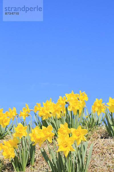 Blume  Himmel  Narzisse