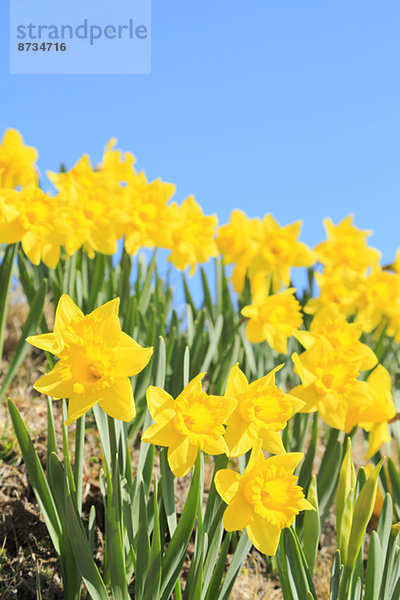 Blume  Himmel  Narzisse