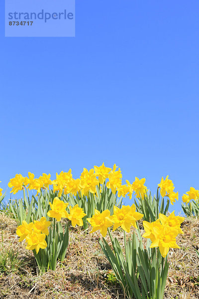 Blume  Himmel  Narzisse