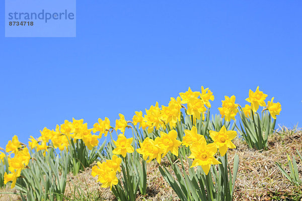 Blume  Himmel  Narzisse