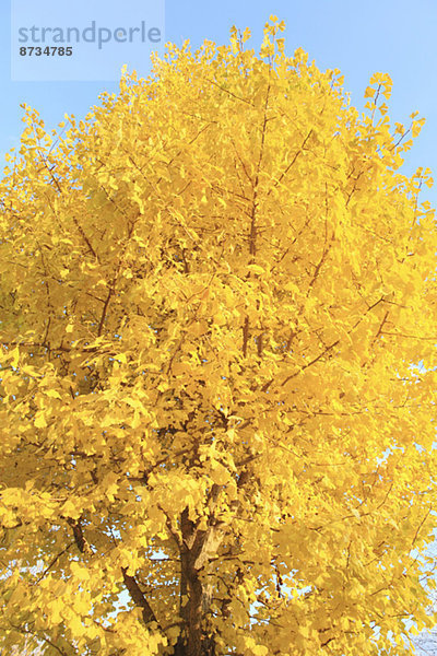 Ginkgo tree