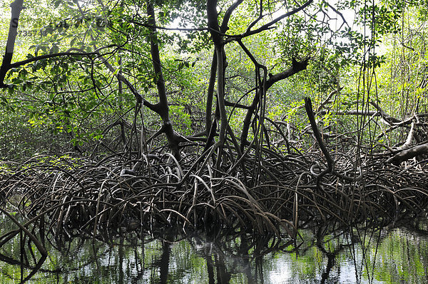 Mangroven nahe Isla Pedro Pelada  Isla Palina  Lintón  Colón  Panama