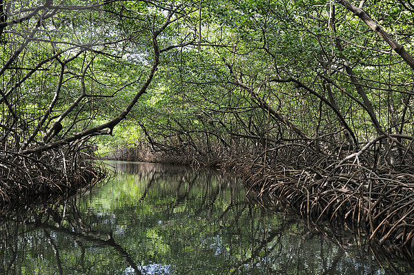 Mangroven  bei Isla Pedro Pelada  Isla Palina  Lintón  Colón  Panama