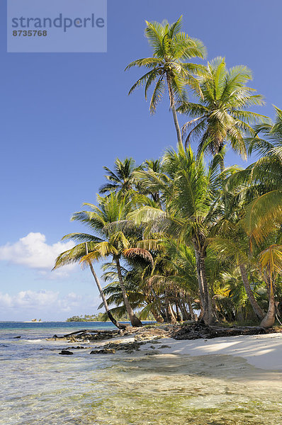 Tropische Insel  Strand mit Palmen  Cayos Los Grullos  San-Blas-Inseln  Panama