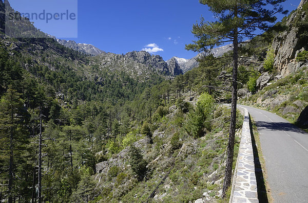 Schmale Straße im Restonica-Tal  Gorges de la Restonica  Regionaler Naturpark Korsika  bei Corte  Korsika  Frankreich