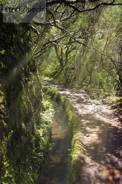 Levada mit den 25 Quellen  künstlich angelegter Bachlauf  Levada do Risco  Rabacal  Ribeira do Raposo  Madeira  Portugal