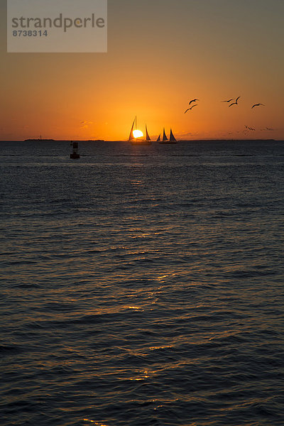 Segelboote bei Sonnenuntergang  Key West  Florida  USA
