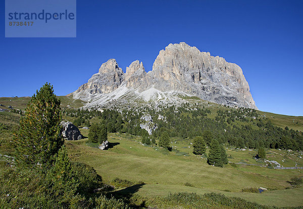 Almwiese  Langkofelgruppe  links Grohmannspitze  Mitte Fünffingerspitze  rechts Langkofel  Sellajoch  Dolomiten  Südtirol  Italien