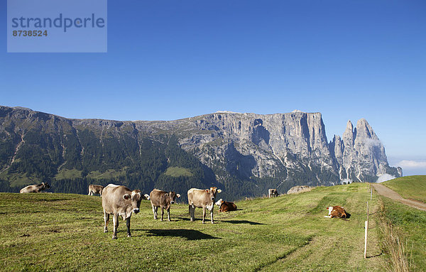 Kühe auf der Weide  Schlernmassiv  Schlern  Hochalm  Seiser Alm  Südtirol  Italien