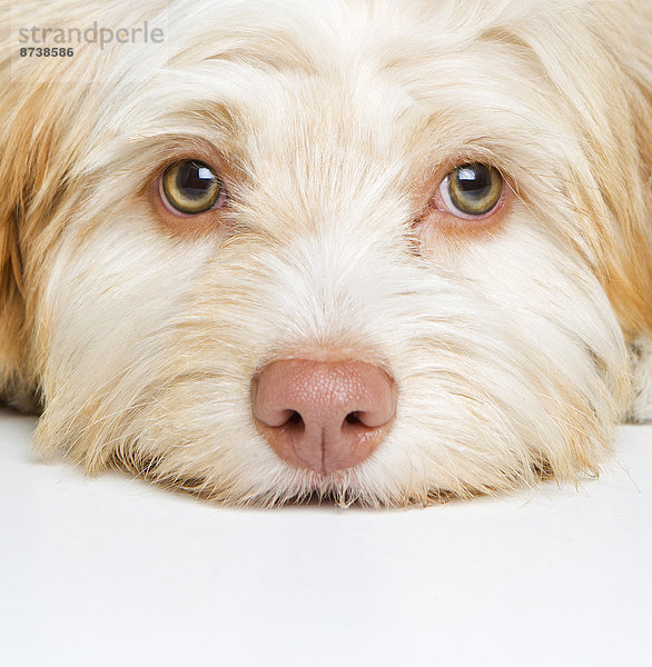 Mischlingshund  Porträt