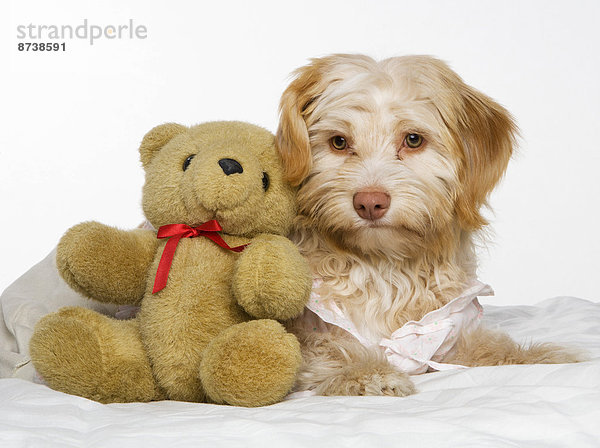 Mischlingshund mit Teddybär